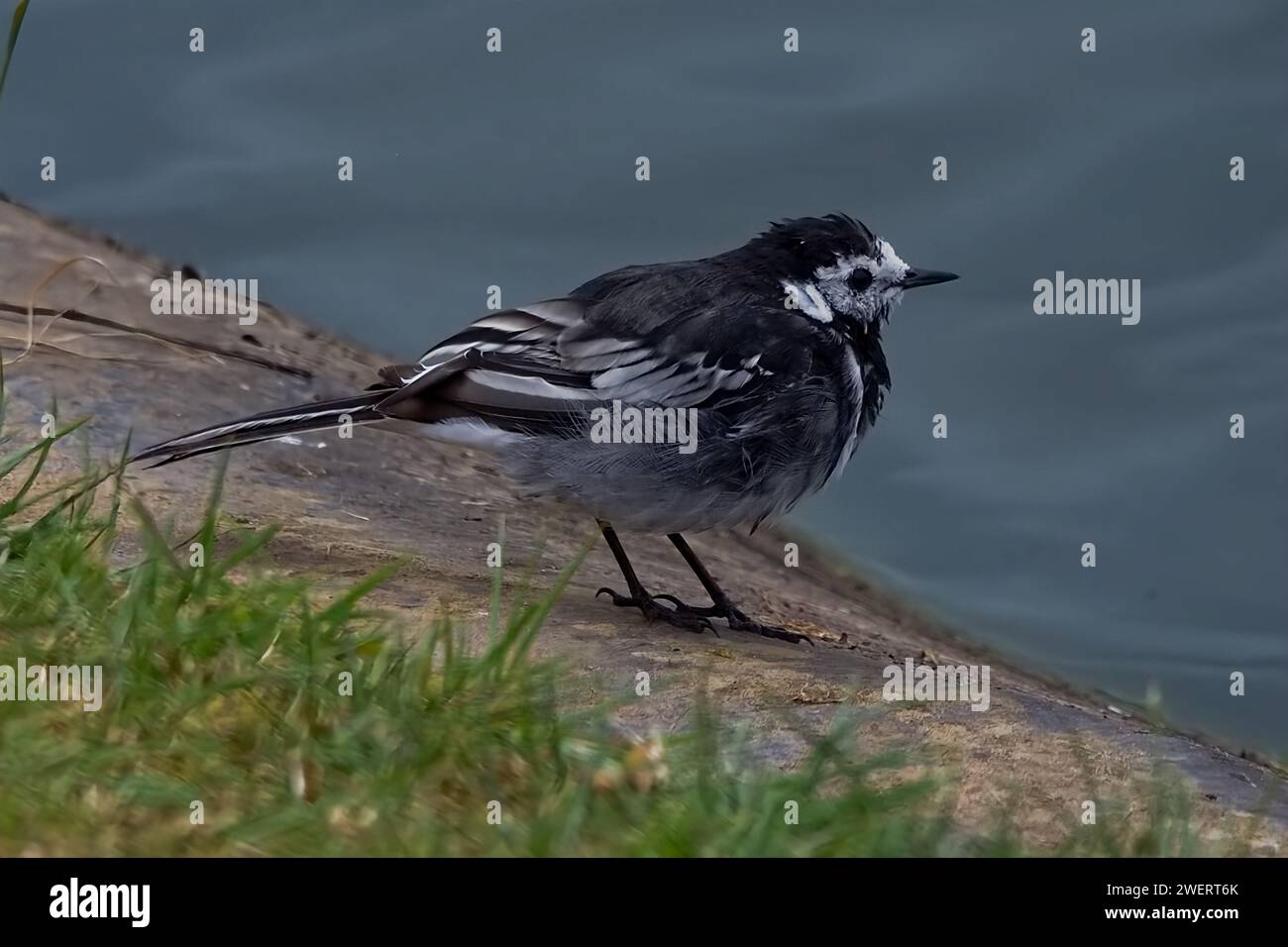 Beautiful black and white Pied Wagtail wild bird standing on the edge of a pond looking for flying insects. Stock Photo