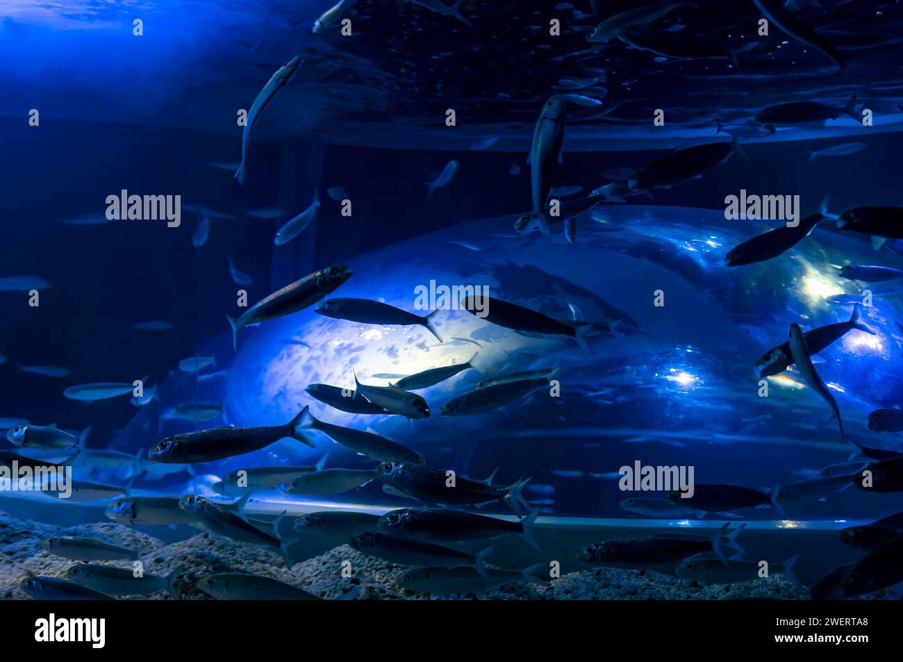 A marine aquarium full of Brazilian sardinella fishes (Sardinella brasiliensis) inside one of the marine aquarium tanks in AquaRio aquarium. Stock Photo