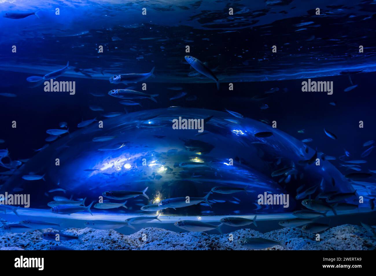 A marine aquarium full of Brazilian sardinella fishes (Sardinella brasiliensis) inside one of the marine aquarium tanks in AquaRio aquarium, port zone. Stock Photo