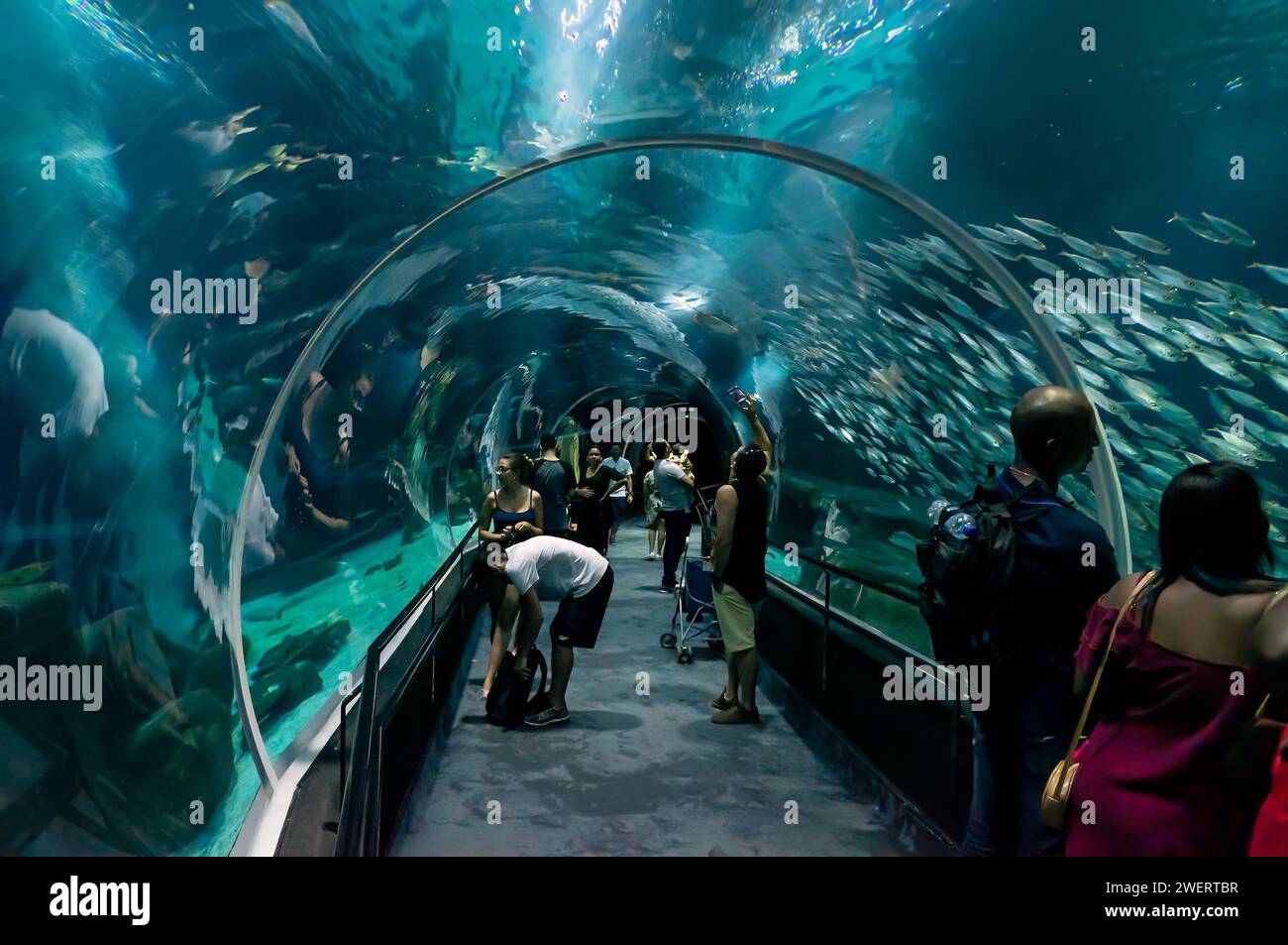 The underwater glass tunnel that runs in the middle of the main big marine aquarium tank of AquaRio public aquarium located in Gamboa district. Stock Photo