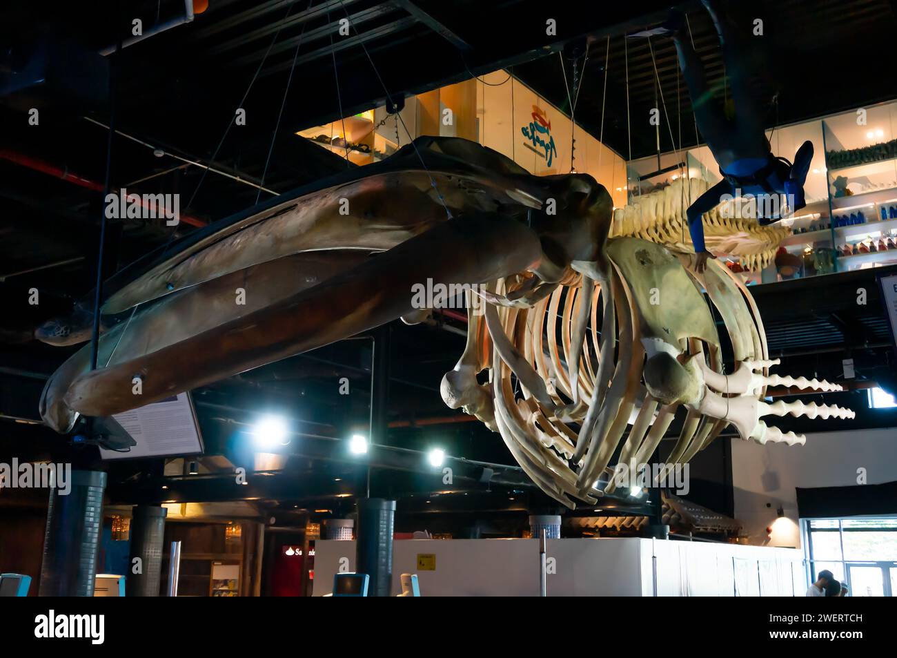 A Humpback whale (Megaptera novaeangliae) skeleton hanging over and displayed in the main entrance hall of AquaRio aquarium in Gamboa district. Stock Photo