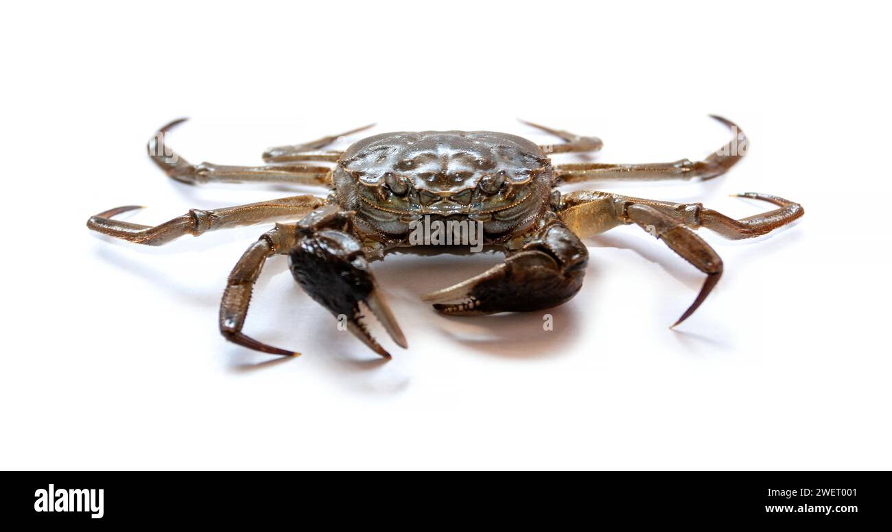 Chinese crab isolated on white background Stock Photo