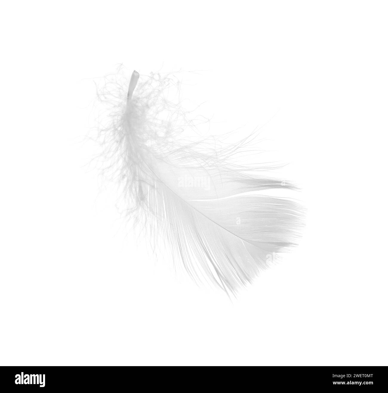Beautiful fluffy bird feather isolated on white Stock Photo - Alamy