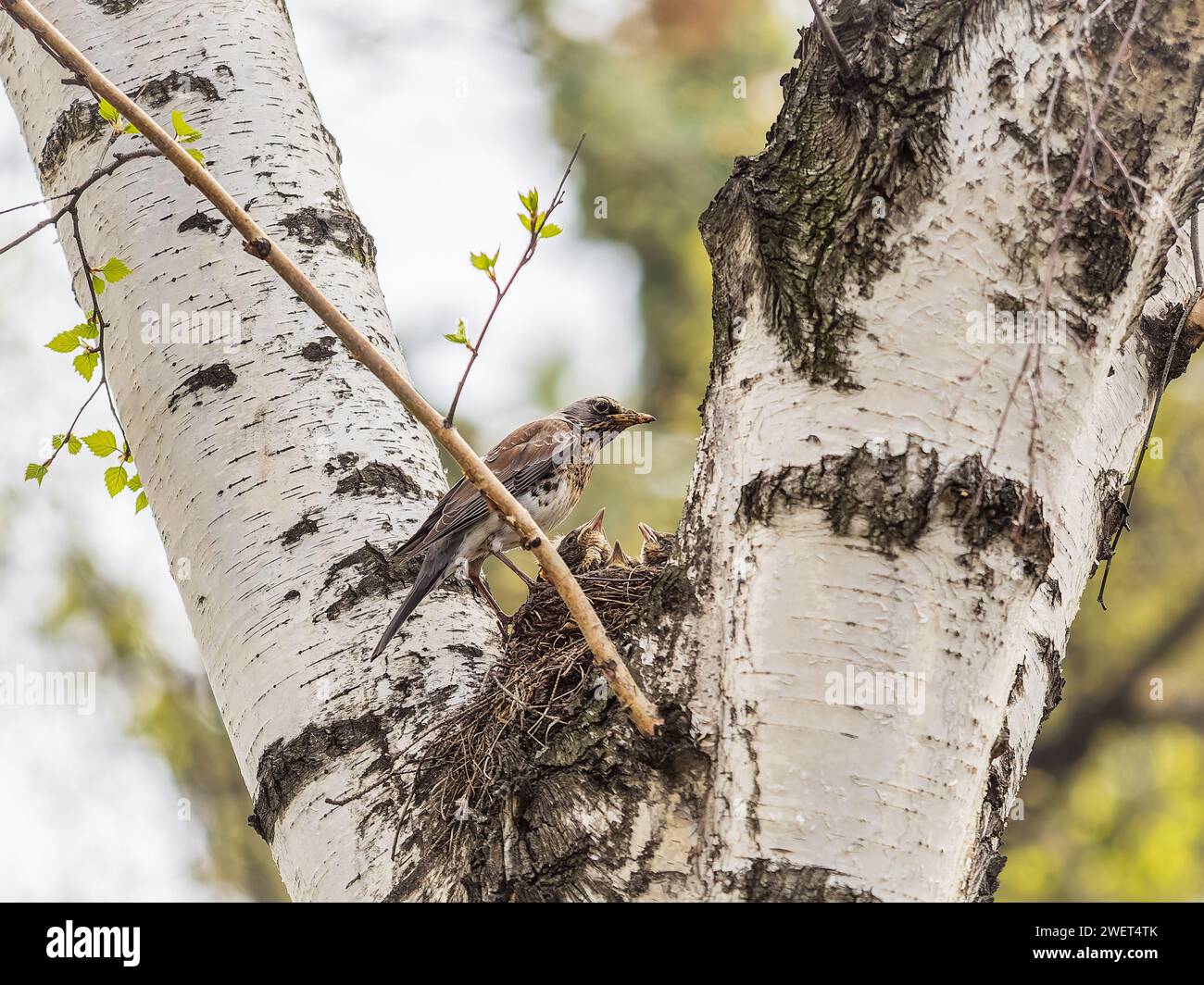 Chicks of Thrush fieldfare, Turdus pilaris, in a nest. The Fieldfare ...