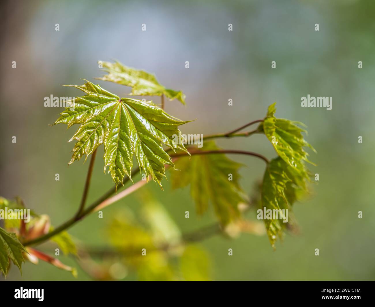 Spring Maple Tree Branch Spring branches of maple tree with fresh green leaves. Spring ...