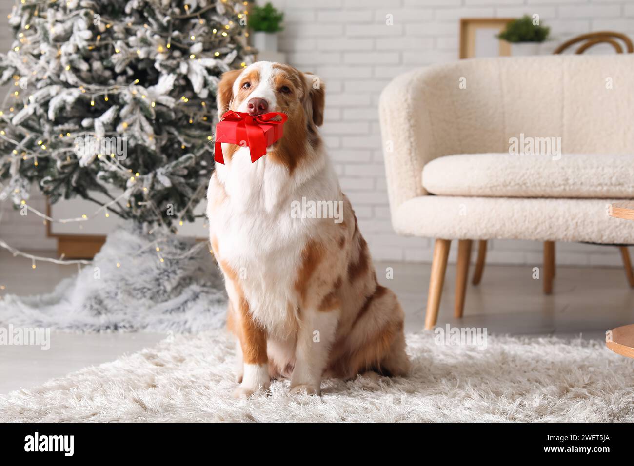 Cute Australian Shepherd dog with gift box at home on Christmas eve Stock Photo