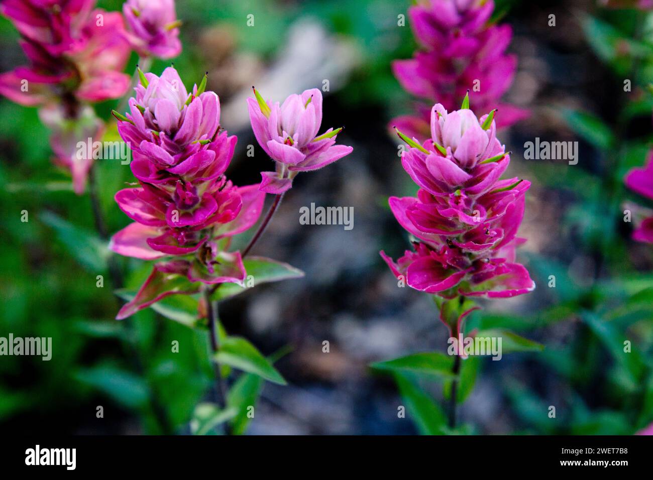 Wildflowers by mountain range hi-res stock photography and images - Alamy