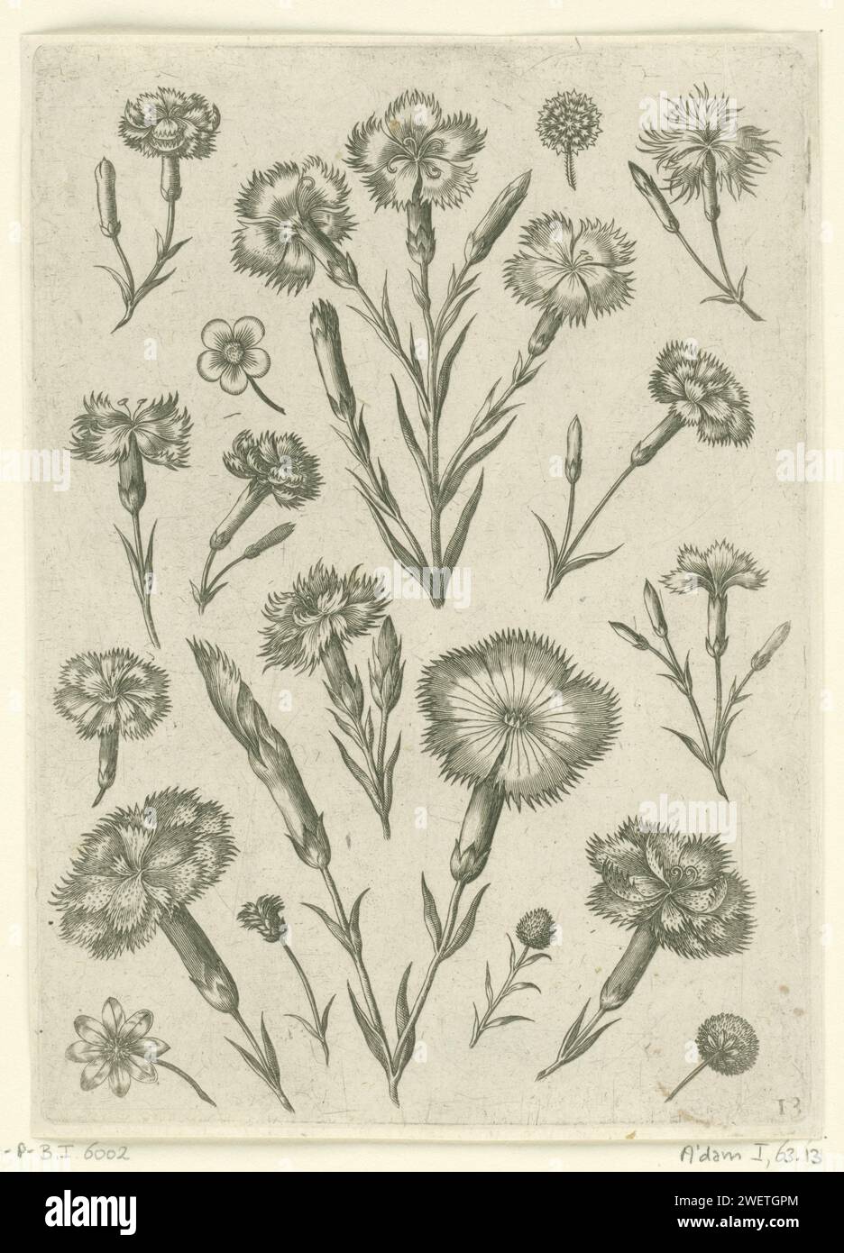 Diverse anjers, 1570 - before 1618 print Leaf 13 of 21 numbered sheets with title page from a series of 24.  paper engraving flowers Stock Photo