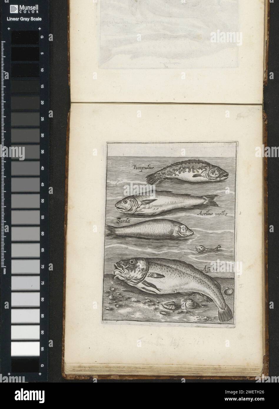 Loodmanje, Wijting, Sarda and Cod, 1635 - 1660 print Four fish. From top to bottom a shed man, whiting, sarda and cod. With each fish the name in Latin. This print is part of an album.  paper engraving bony fishes: cod. fishes Stock Photo