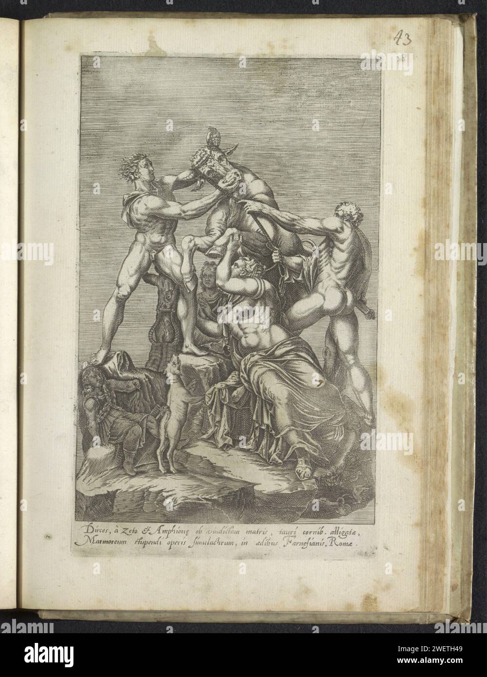 DIRce sculpture bound to a bull, Anonymous, 1584 print Antique sculpture known as the Farnese bull. The Amphion and Stehus brothers tie the braided hair of Dirce to the horns of a bull. Caption in Latin. Print is part of an album.  paper engraving piece of sculpture, reproduction of a piece of sculpture. Amphion and Zethus avenge their mother by tying Dirce to the horns of a bull Stock Photo