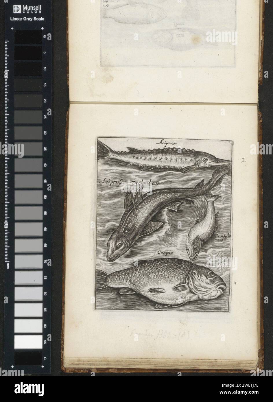 Steur, Fundulus and Carp, 1635 - 1660 print Four fish. From top to bottom a sturgeon, Zeeland sturgeon, a fundulus and carp. With each fish the name in Latin. This print is part of an album.  paper engraving bony fishes: sturgeon. bony fishes: carp Stock Photo