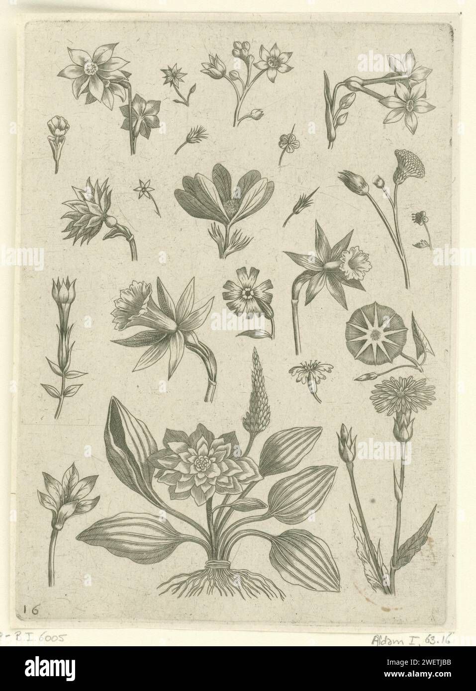 Paper Engaving Various flowers, including Trumpet Narcissen, 1570 - Before 1618 print ...