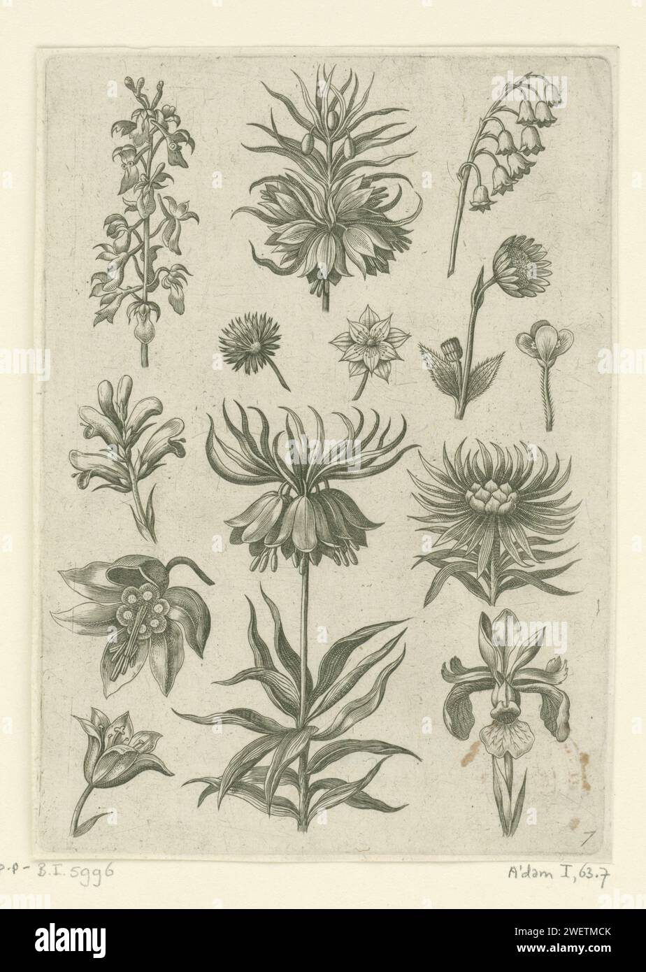 Keizerskroon, Orchid and Lelietjes-Van-Dalen, 1570-Before 1618 print Leaf 7 of 21 numbered sheets with title page from a series of 24.  paper engraving flowers Stock Photo