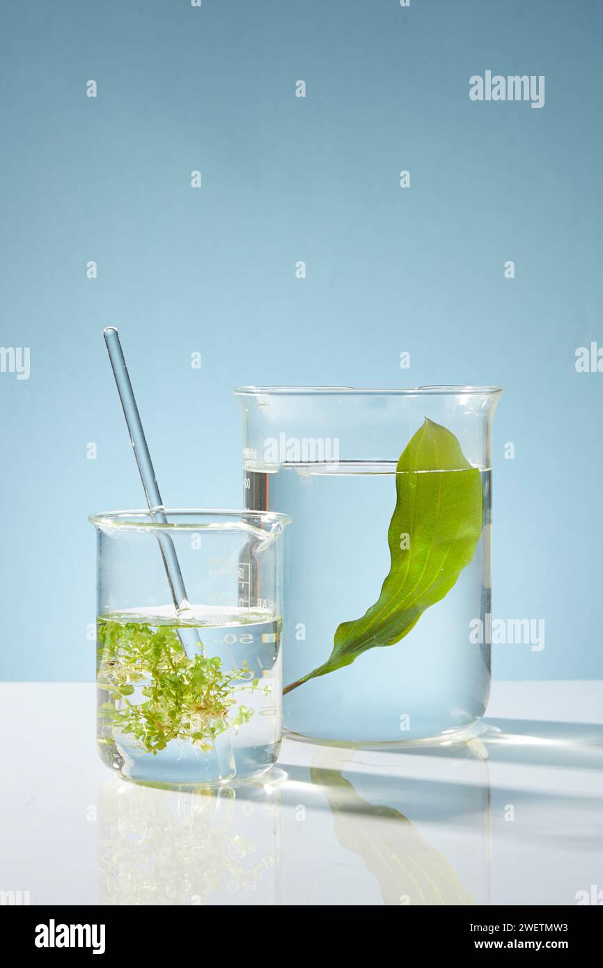Seaweed leaves decorated in beakers on blue background. Seaweed extract is used in cosmetics with the use of treating acne, detoxing the skin, anti-ag Stock Photo