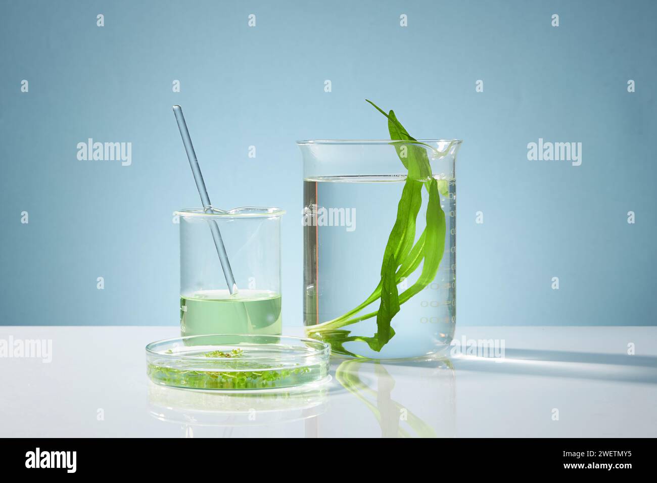 Front view of seaweed leaves and essence on beaker and petri dish on blue background. Seaweed has the effect of treating acne, detoxing the skin, anti Stock Photo