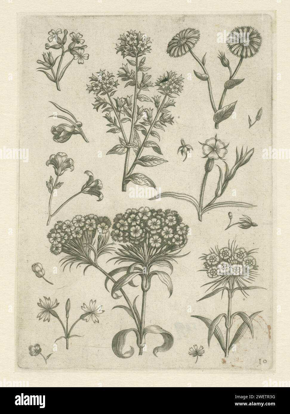 Thousand beauty and other flowers, 1570 - Before 1618 print Leaf 10 of 21 numbered sheets with title page from a series of 24.  paper engraving flowers Stock Photo