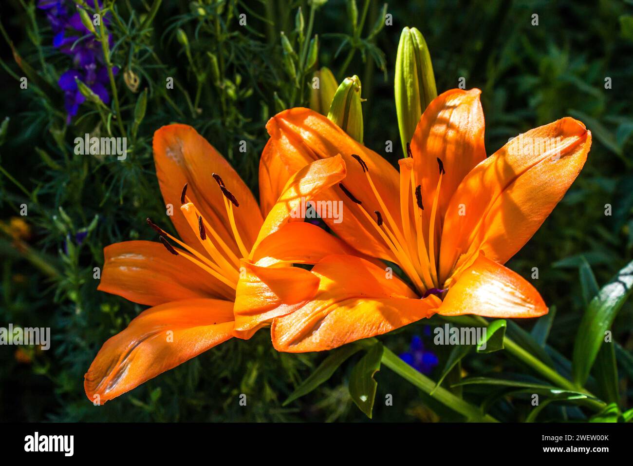 The impressive large fragrant orange flowers of an Asiatic lily hybrid in full bloom Stock Photo