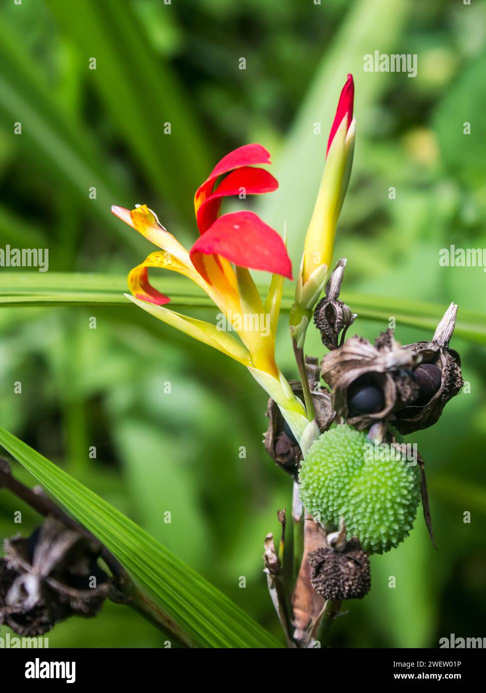 Flower and the spikey fruit pod of a red wild Canna lily growing among the streams in Magoebaskloof in South Africa Stock Photo