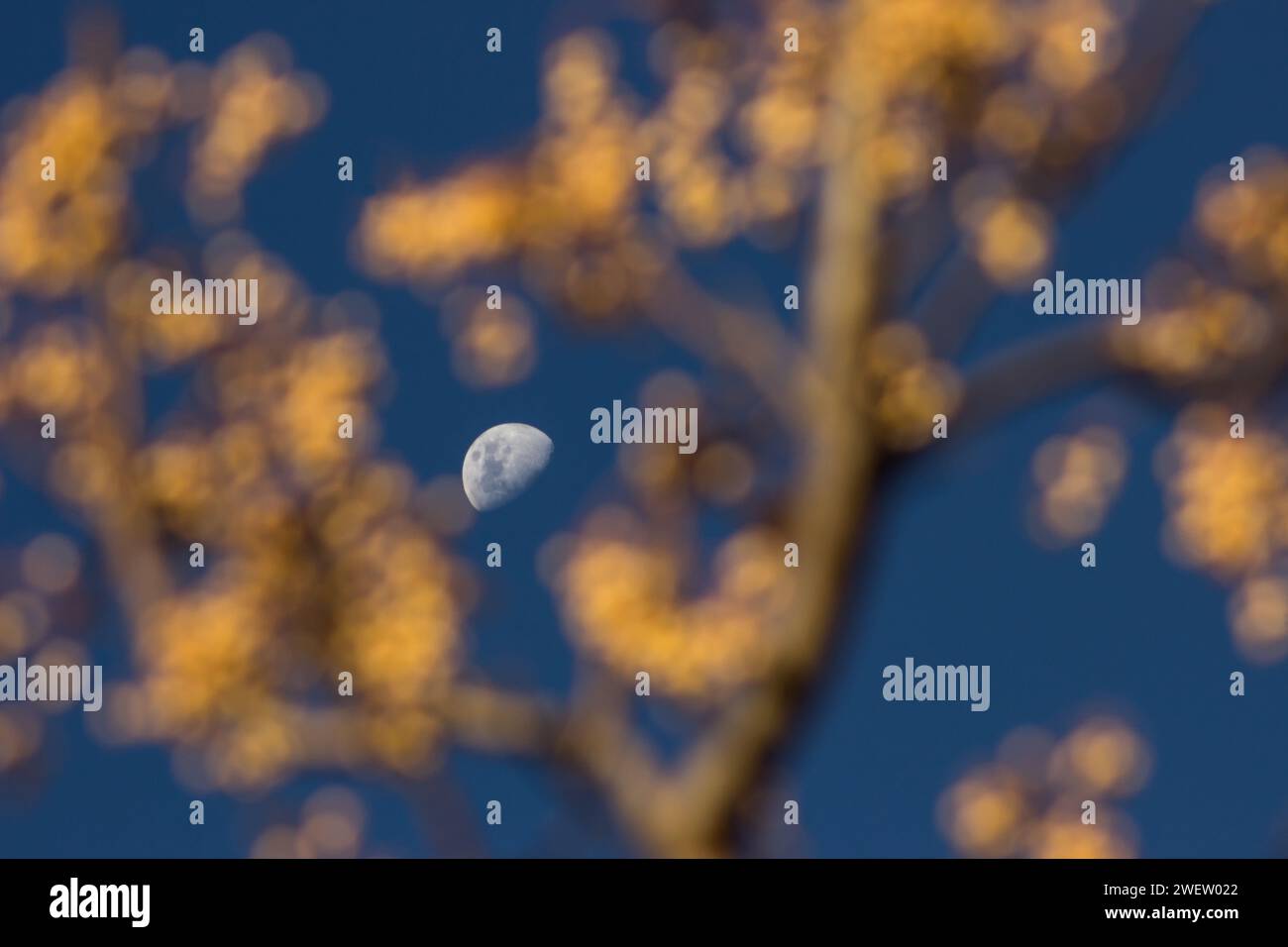 The moon as seen through the branches of a Seringa tree, filled with yellow berries. Stock Photo