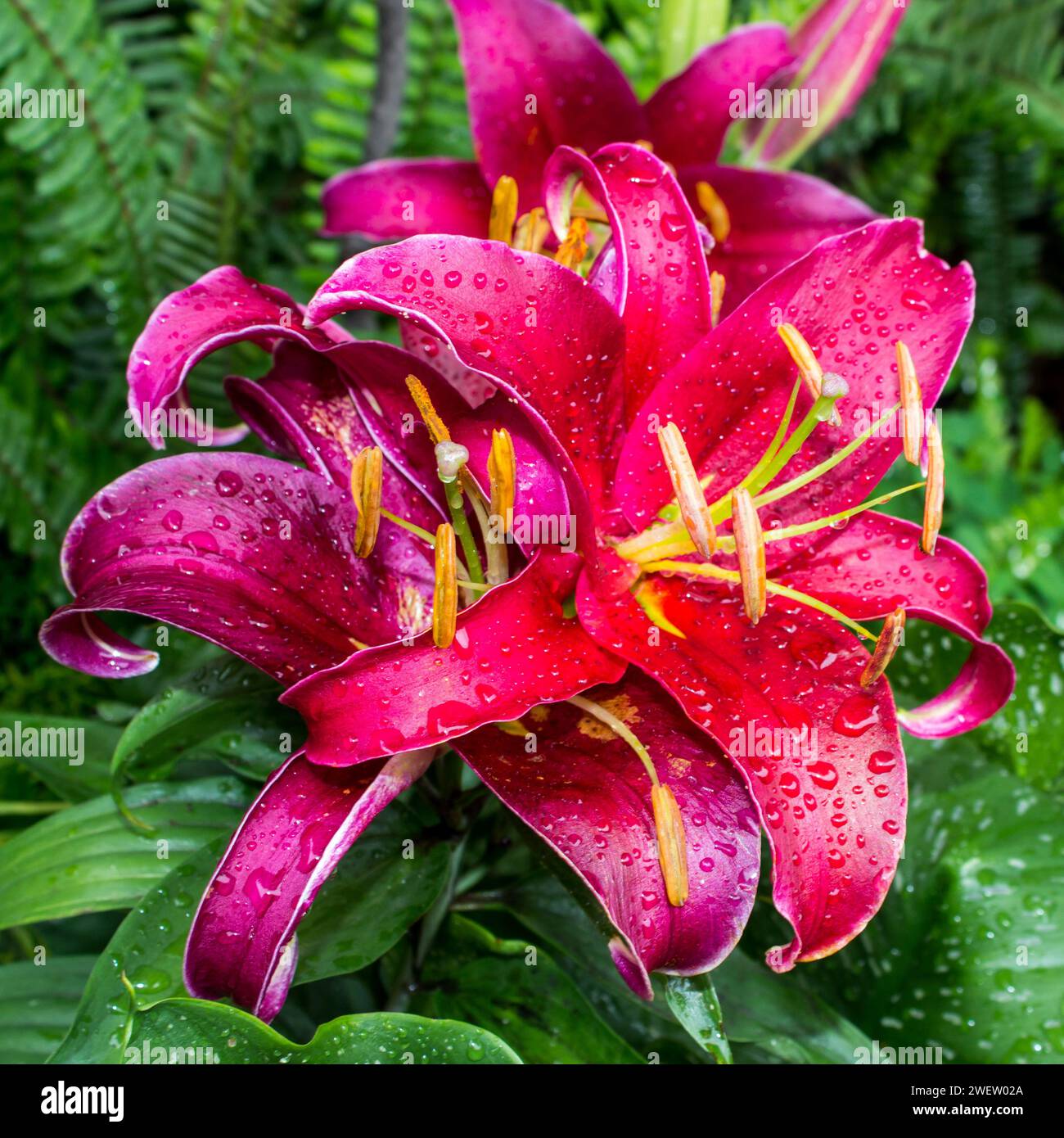 The beautiful large reddish purple coloured flowers of an Oriental lily hybrid, covered in water drops. Stock Photo