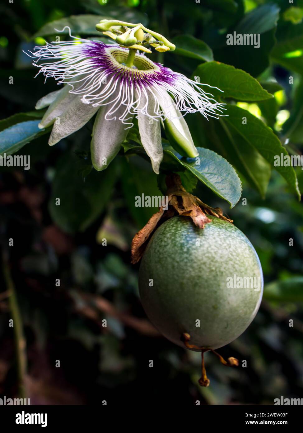 Flower and a green fruit of a Passion fruit plant, Passiflora Edulis, still on the vine. Stock Photo