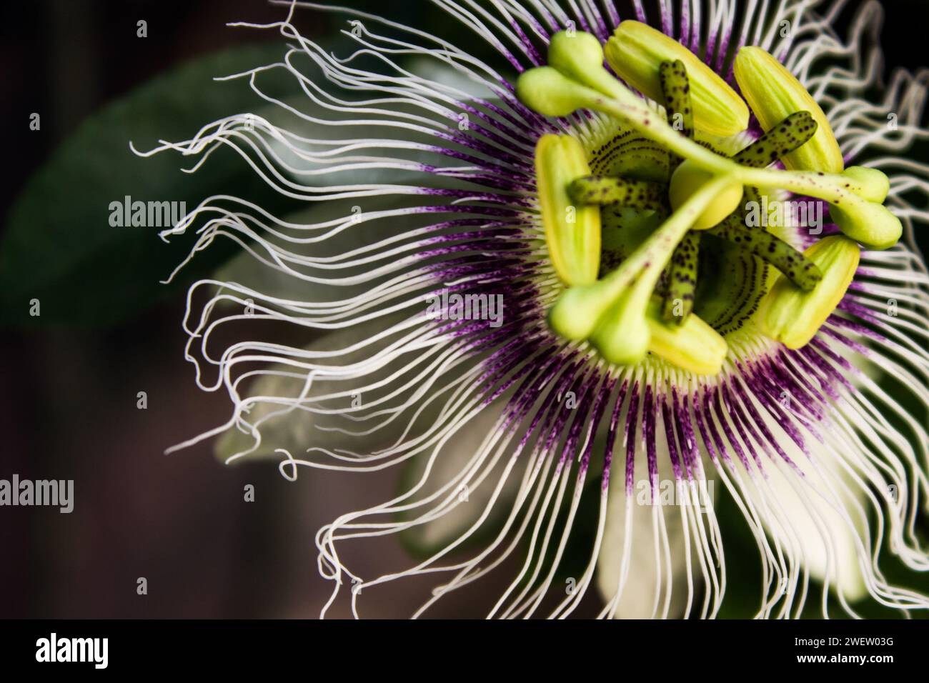 The Intricate White and Purple Flower of a Passion Plant. Stock Photo