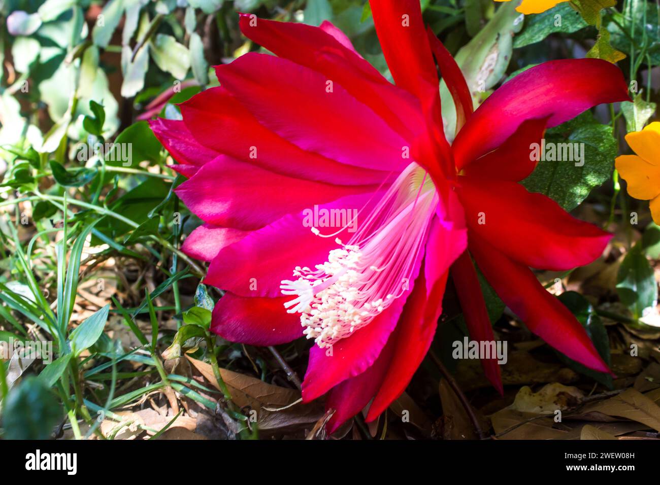 The Gorgeous scarlet flower of an Orchid Cactus Stock Photo
