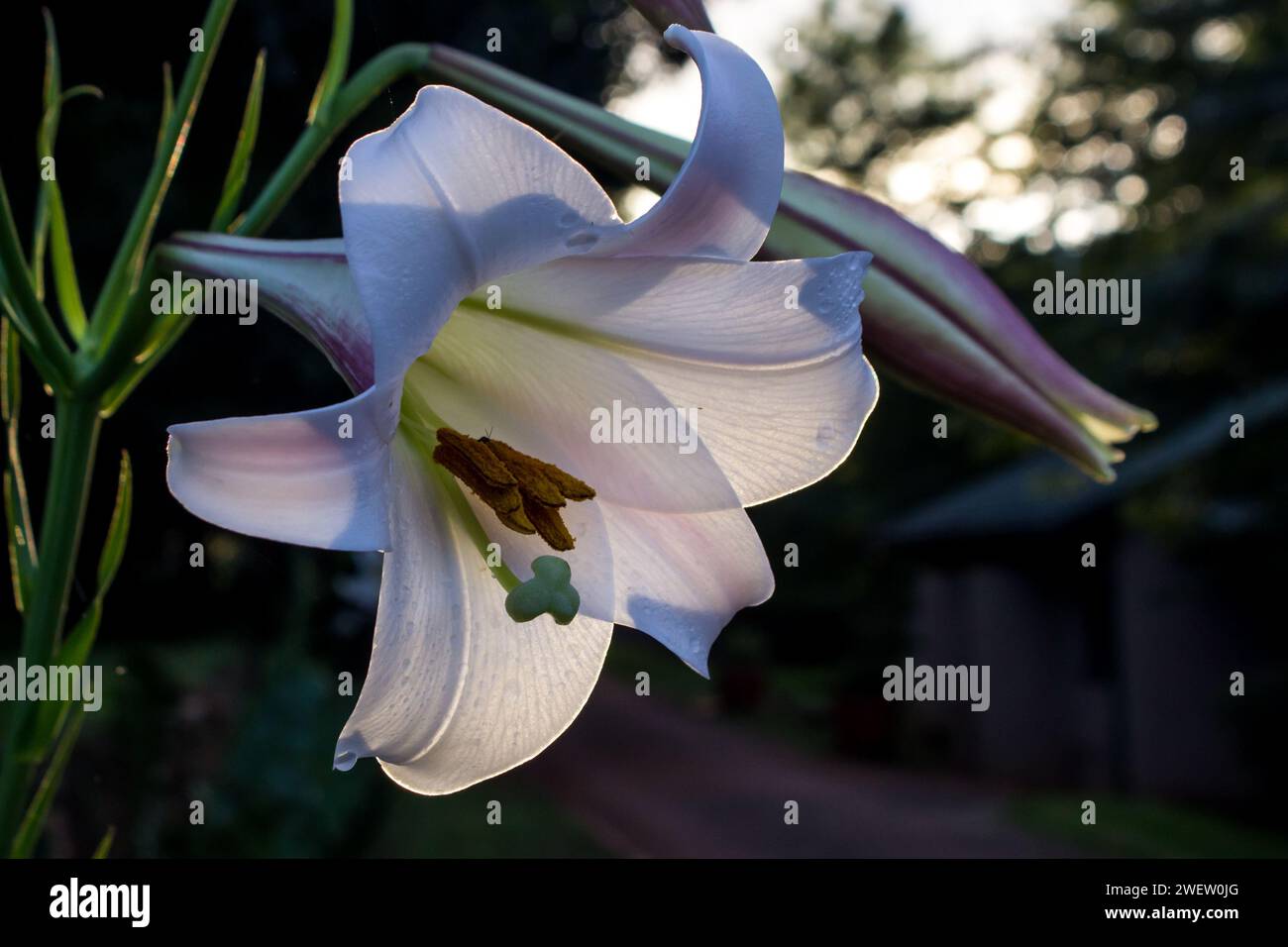 An elegant flower of the Formosa Lily, Stock Photo