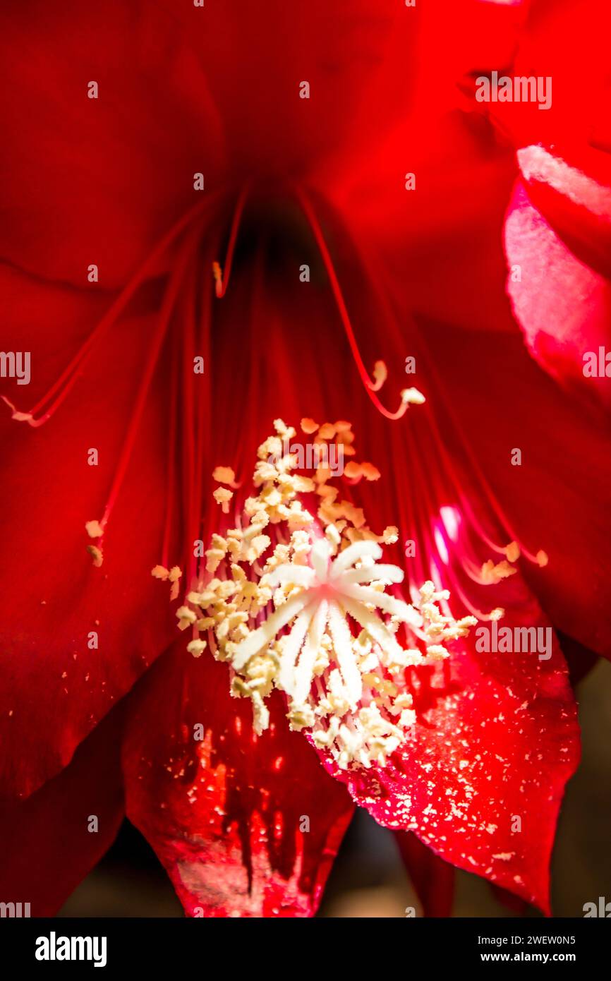 Close-up of the stigma and stamens of a scarlet Orchid Cactus Stock Photo