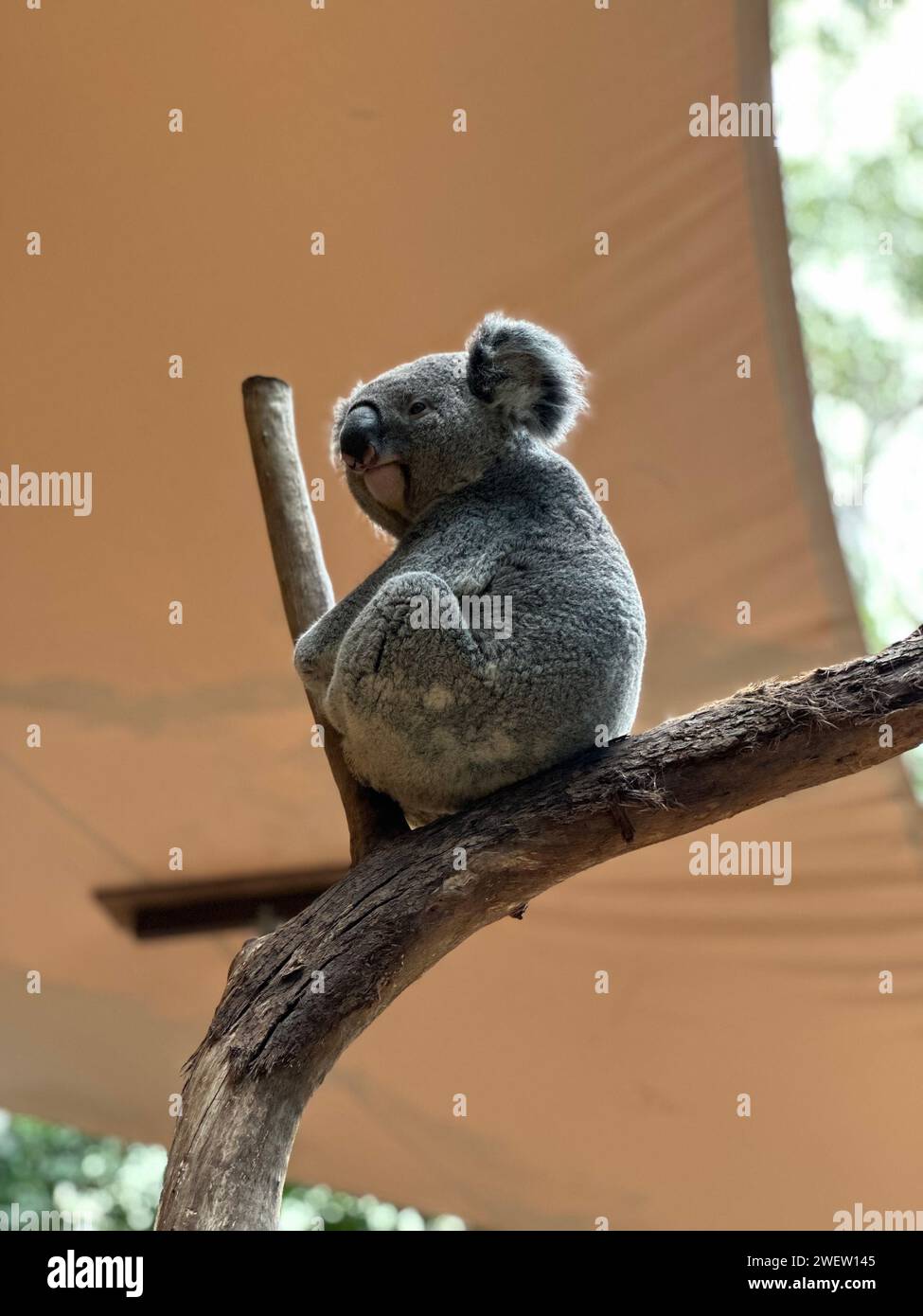 Koala bear perched on tree branch next to tent Stock Photo