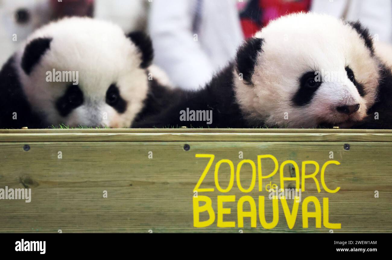 Chengdu, France. 18th Nov, 2021. Twin panda cubs Huan Lili and Yuan