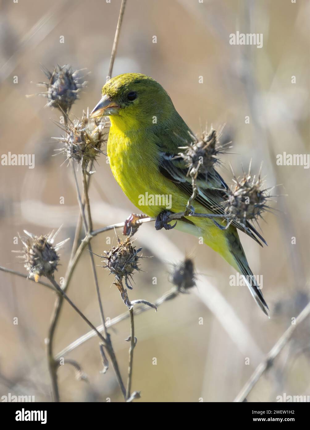 Lesser Goldfinch female or immature male eating seeds from thistle
