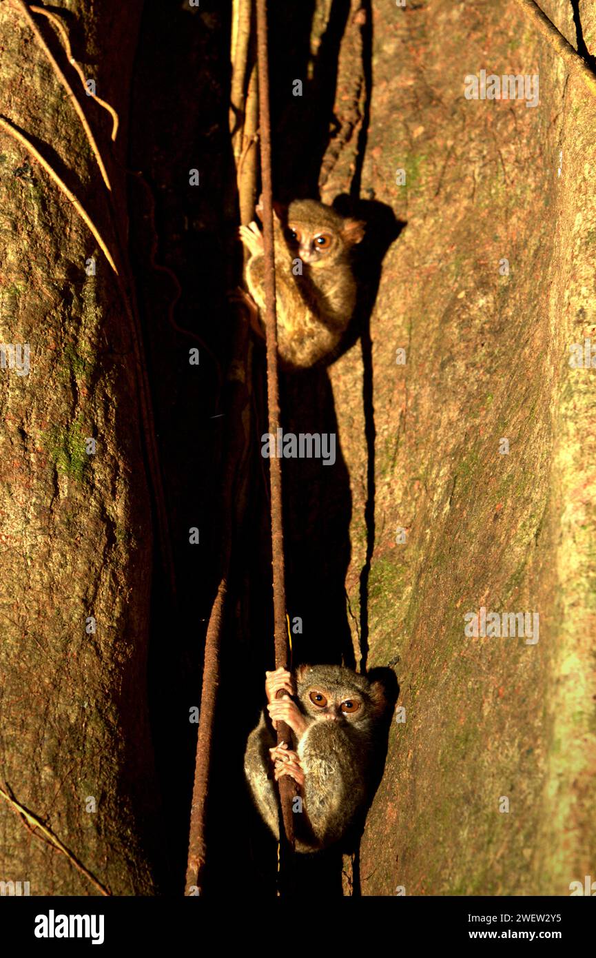 Tarsius sp hi-res stock photography and images - Alamy