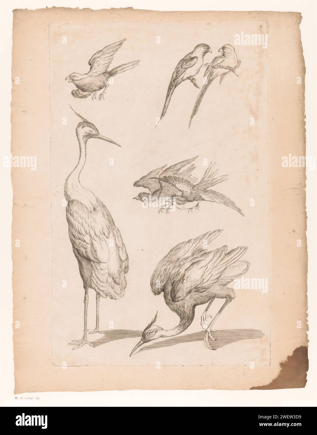 Seven Chinese birds, including herons and parrot -like, 1742 - 1750 print   paper etching birds. shore-birds and wading-birds: heron. ornamental birds: parrot Stock Photo