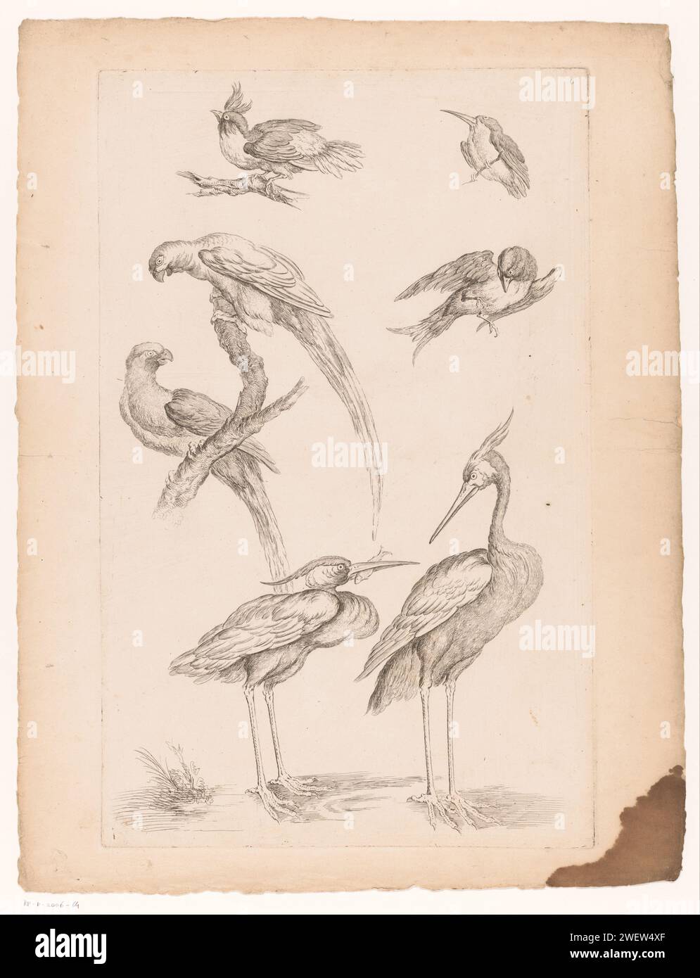 Seven Chinese birds, including herons and parrot -like, 1742 - 1750 print   paper etching birds. shore-birds and wading-birds: heron. ornamental birds: parrot Stock Photo