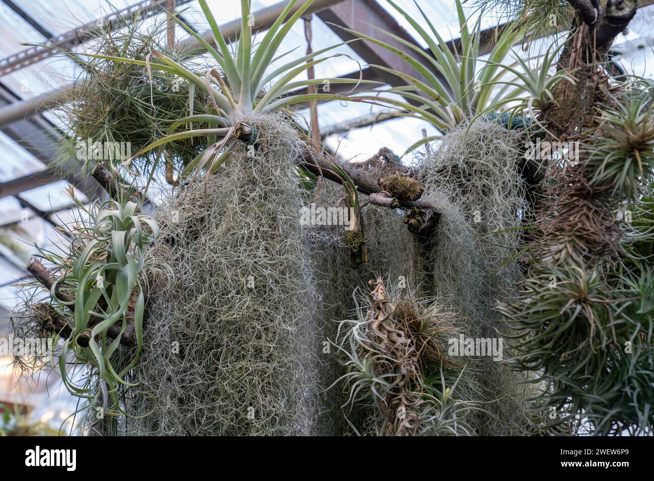 Green moss hanging hi-res stock photography and images - Alamy