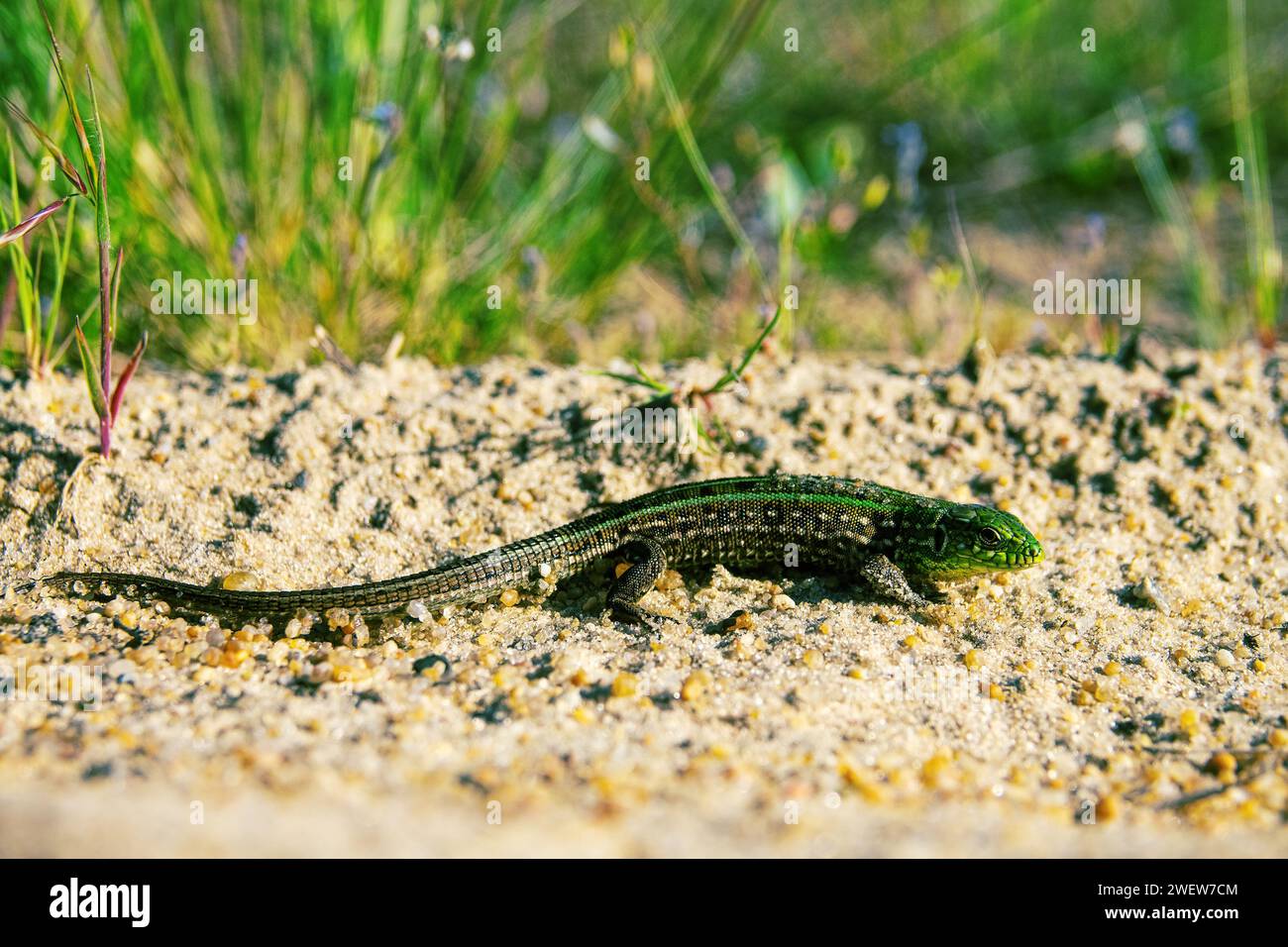 Sand lizard (Lacerta agilis) on ansient vegetated dune in the river valley of the middle reaches of the Don River, forest-steppe zone. Russia Stock Photo