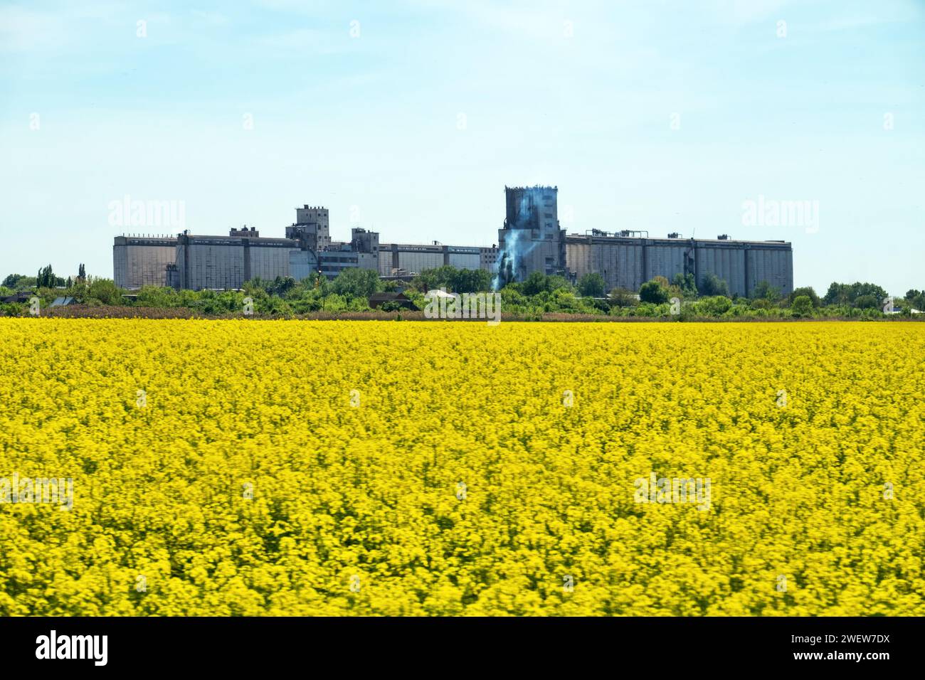 Yellow fields of rapeseed colza (Brassica napus var. oleifera), canola flowers on southern plains, former steppe. Grain elevator in the background Stock Photo