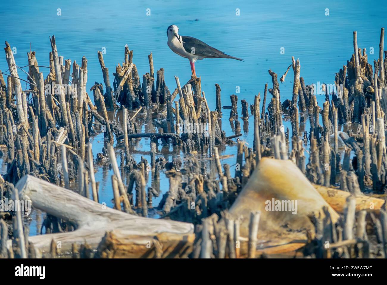 Black-winged stilts (Himantopus himantopus) as inhabitants of heavily polluted water bodies (sewage fields, waste landfill deposit) within human settl Stock Photo