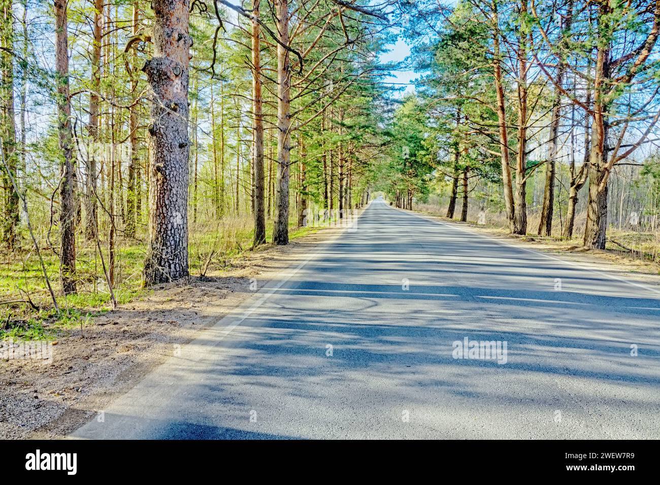 The highway is surrounded by century-old pine trees. Road alley Stock Photo
