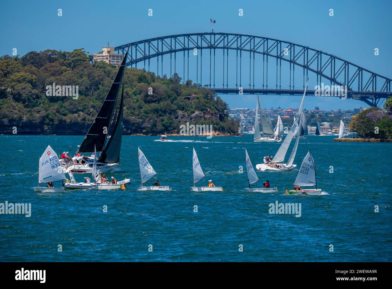 a flotilla of small Optimist dinghies sailing together on Sydney Harbour with the Harbour Bridge in the background, in winter time in Australia Stock Photo