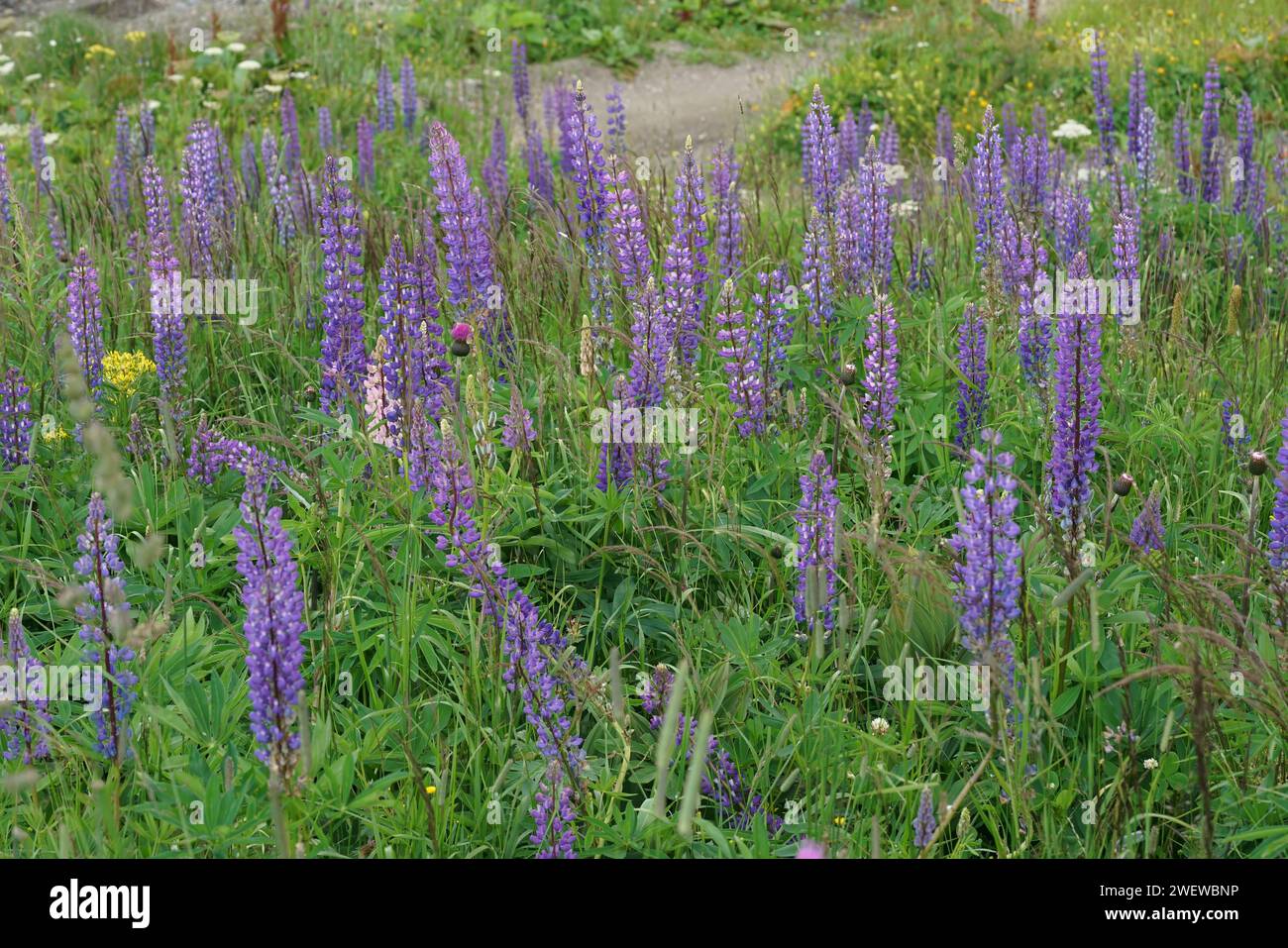 Natural colorful landscape view on an aggregation of blue flowering large-leaved lupines, Lupinus polyphyllus Stock Photo