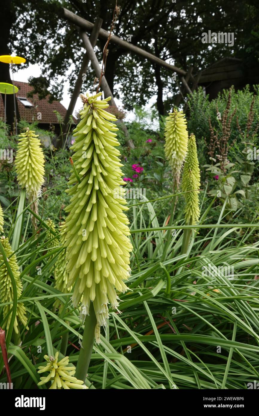Natural vertical closeup on a Kniphofia Green Jade torch lily flower plant in the garden Stock Photo