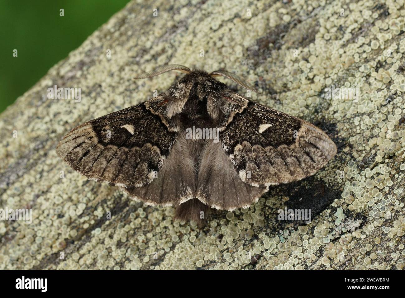 Natural closeup on the she-oak moth, Pernattia pusilla sitting on wood with spread wings Stock Photo