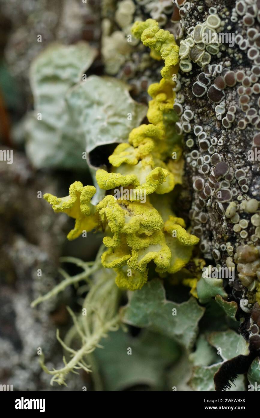 Natural vertical closeup on a yellow lichen, Vulpicida pinastri Stock Photo