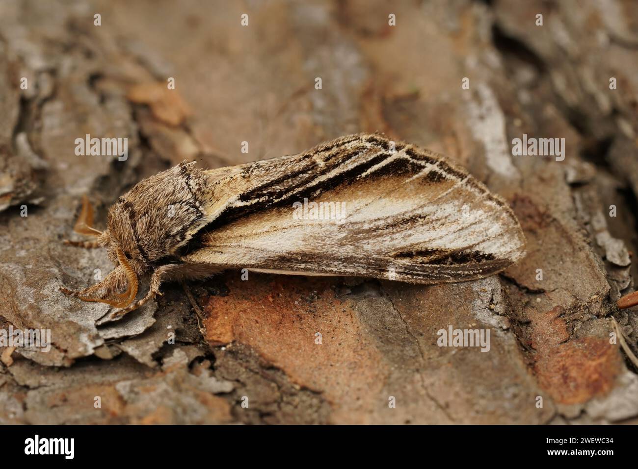Detailed natural closeup on the Swallow promintent moth, Pheosia tremula, sitting on wood Stock Photo