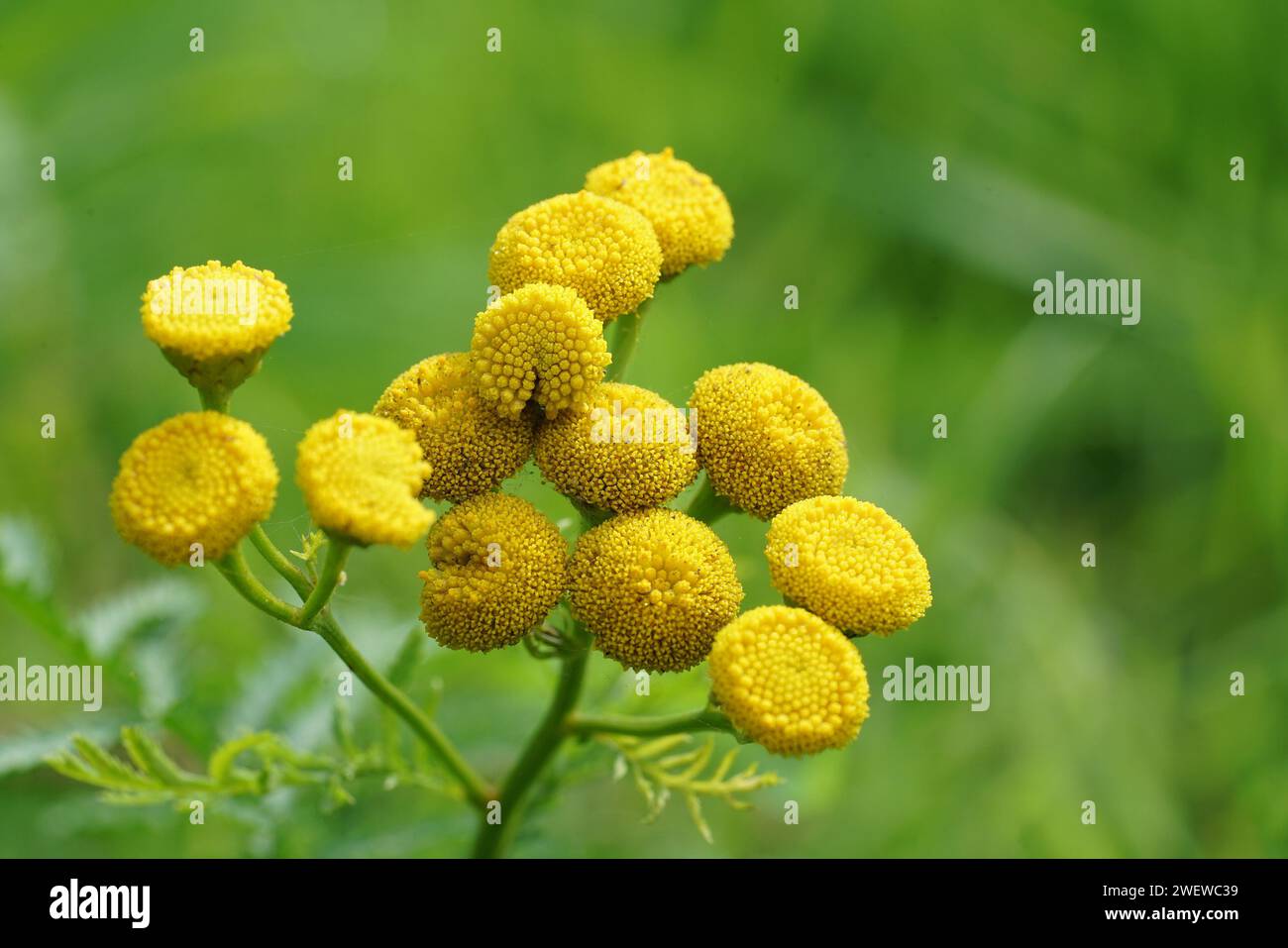 Natural closeup on yellow Tansy flowers, Tanacetum vulgare Stock Photo