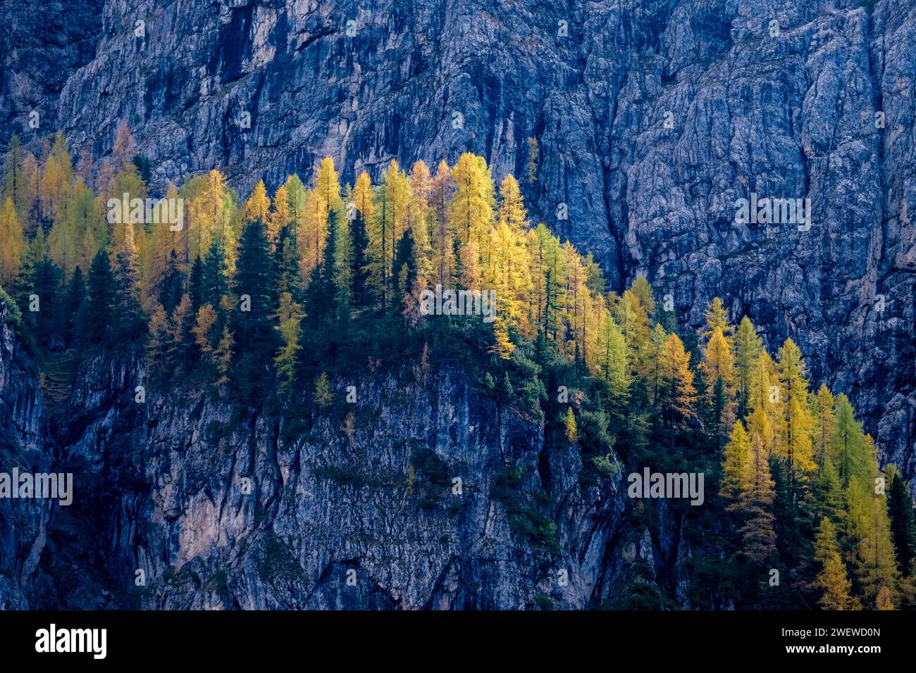 Colourful larch and pine trees growing on a rocky ledge of the Sella massif below Gardena Pass in autumn. Stock Photo
