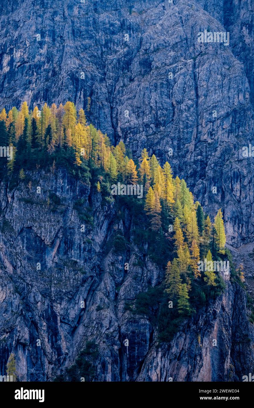 Colourful larch and pine trees growing on a rocky ledge of the Sella massif below Gardena Pass in autumn. Stock Photo
