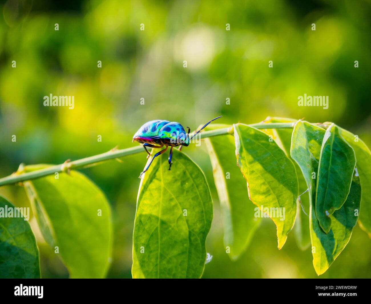Jewel Bug in the nature Stock Photo